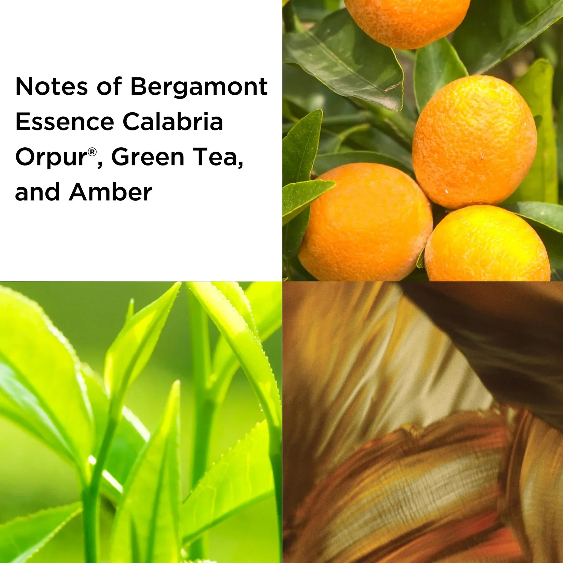 אליזבת ארדן מארז בישום לאישה GREEN TEA א.ד.ט - Image 4